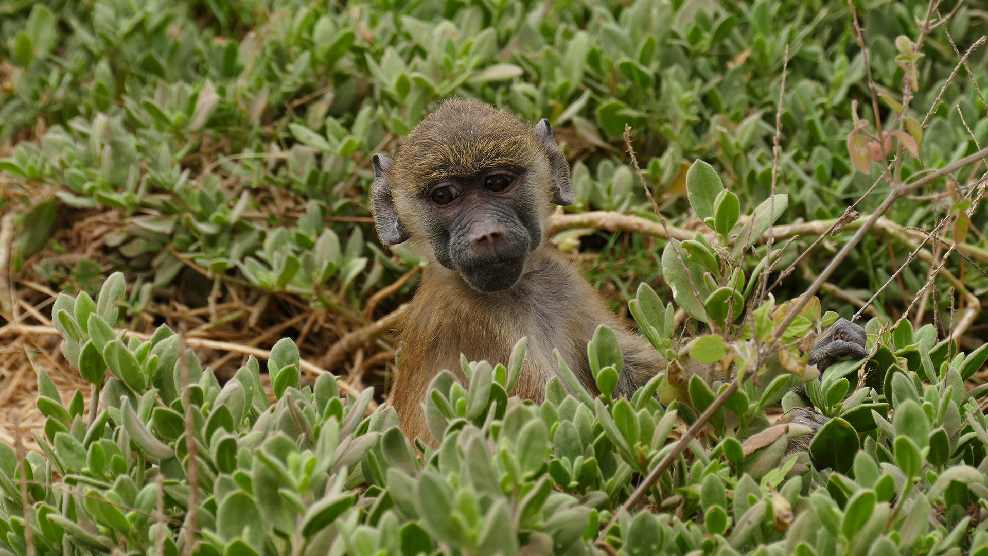 k16_amboseli_37 - Kopie.jpg